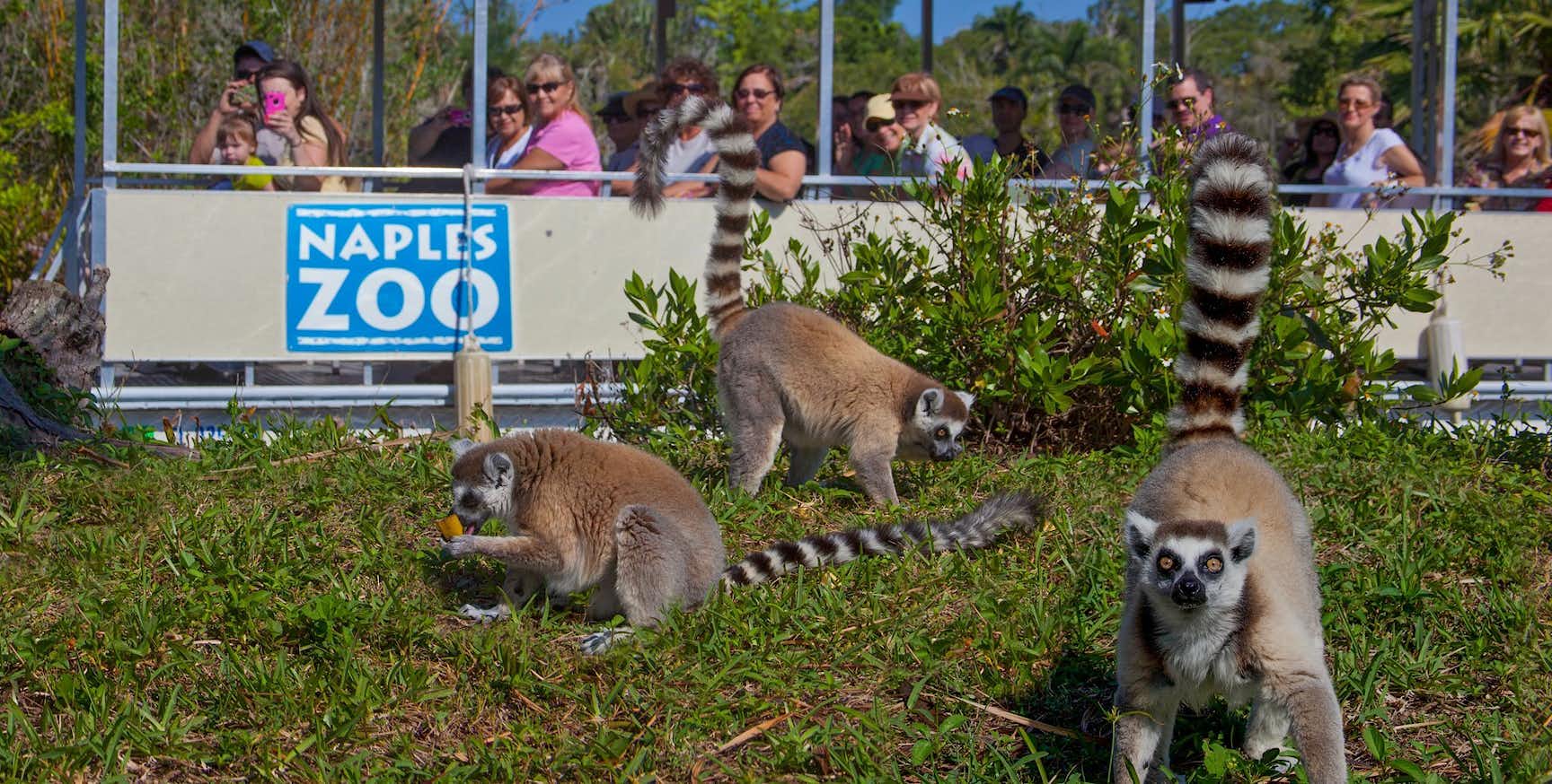 Primate expedition cruise lemur